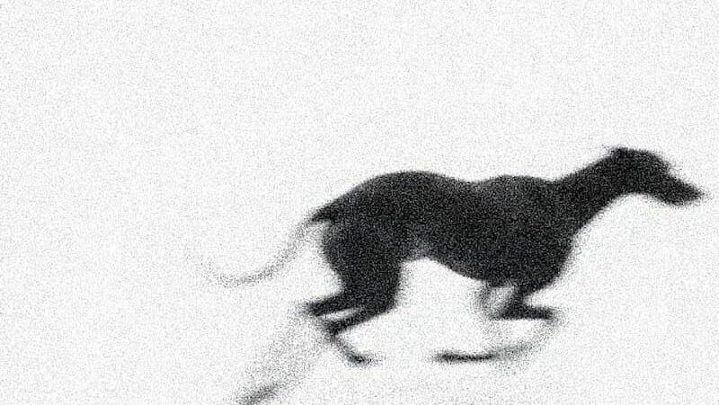Feral Family – The Balance