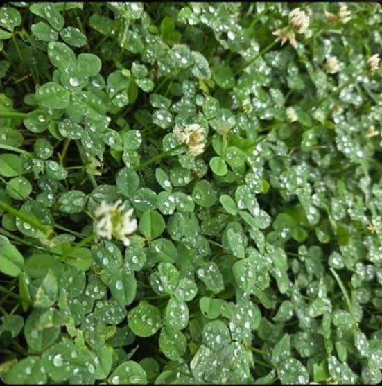 Embracing Vibrancy and Mystery through Sound, Chromium Ignition’s Clover