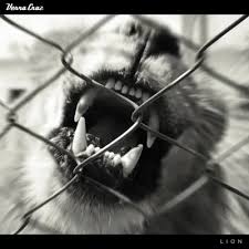 Fierce Awakening Verra Cruz Lion